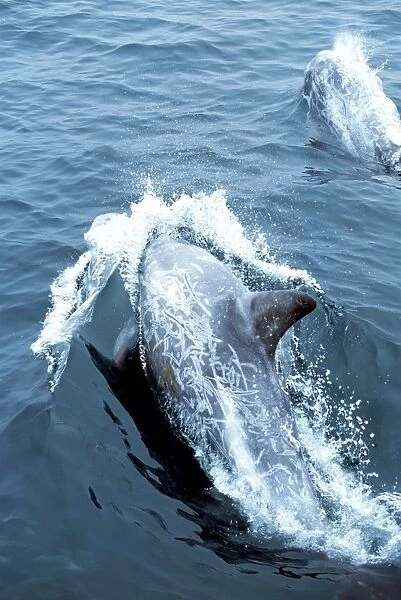 Risso's Dolphin - heavy scarring on the back and side of these Dolphins is believed to be made by the teeth of other Risso's Dolphins, or by their Squid prey