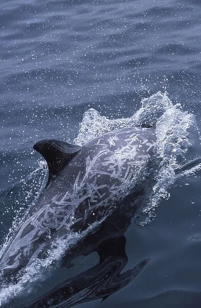 Risso's Dolphin Heavy scarring on the back and sides of these dolphins is believed to be made by the teeth of other Risso's dolphins, or by their squid prey Coast of California, USA