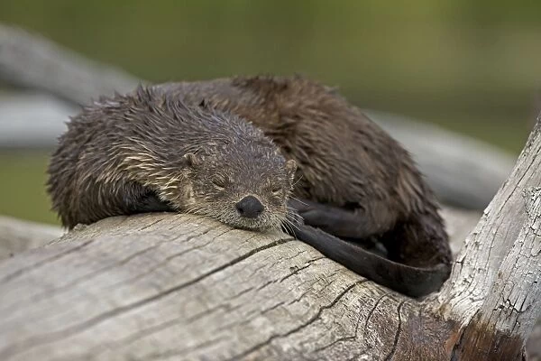 River Otter - sleeping on log - Wyoming - USA