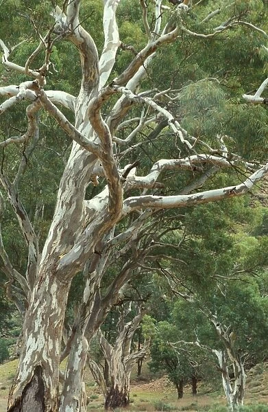 River Red Gums Flinders Ranges National Park, South Australia DZP00268