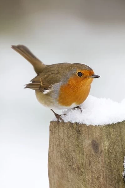Robin - on post in snow - Winter - UK