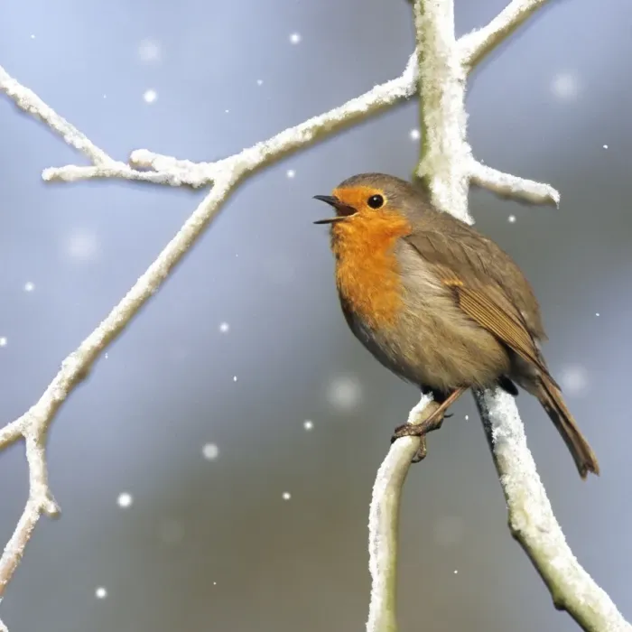 Framed Print : Robin Print - Digitally Manipulated Image Framed Print : Robin Print - Digitally Manipulated Image