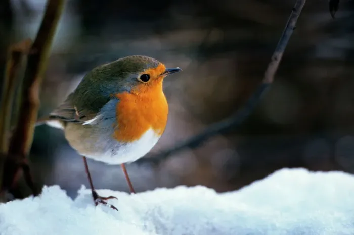 Framed Print : Robin on Snow Print, Erithacus rubecula Framed Print : Robin on Snow Print, Erithacus rubecula