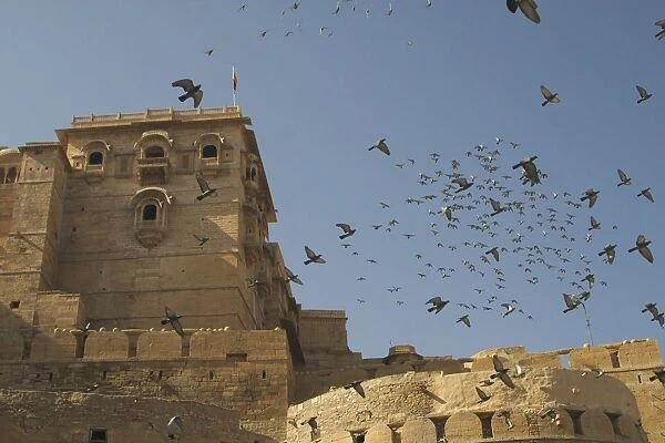 Rock Pigeons - Flock in flight. This ancient hill fort was built in 1156. Inhabits cliffs, ruins and old palaces and forts. Also in cities. Large flocks of Rock Pigeons live in Jaisalmer Fort, Rajasthan, northwest India, Asia