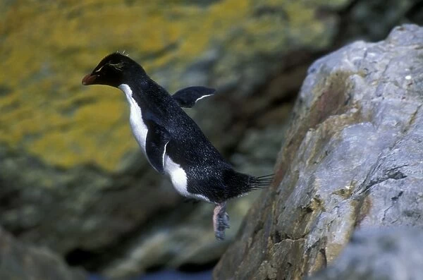 Rockhopper Penguin - hopping, Steeple Jason Island, Falkland Islands, South Atlantic, Islands in the southern oceans JPF42079
