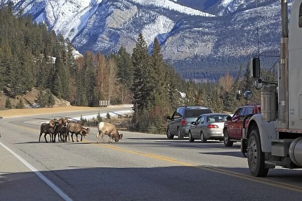 Rocky Mountain Bighorn Sheep - licking to get the salt & minerals off the road. Jasper National Park - Rocky Mountains - Alberta - Canada