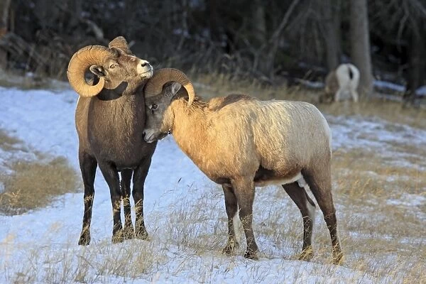 Rocky Mountain Bighorn Sheep - two. Jasper National Park - Rocky Mountains - Alberta - Canada