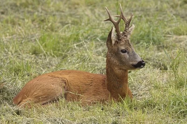 Roe Deer - buck lying down - Germany