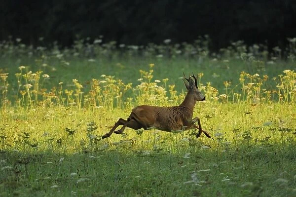 Roe Deer - buck running in meadow - summer - Germany