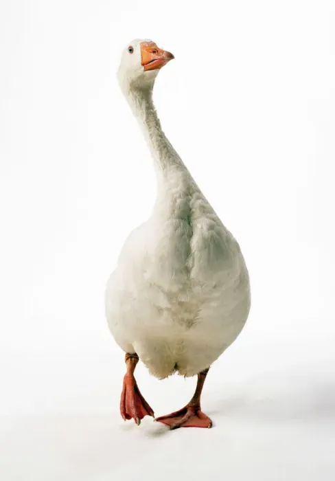 Framed Print : Roman Goose Print from Ardea Framed Print : Roman Goose Print from Ardea