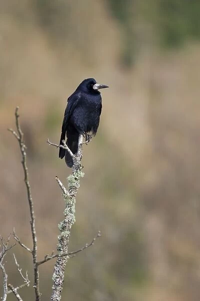 Rook Perched on lichen covered branch. Scotland
