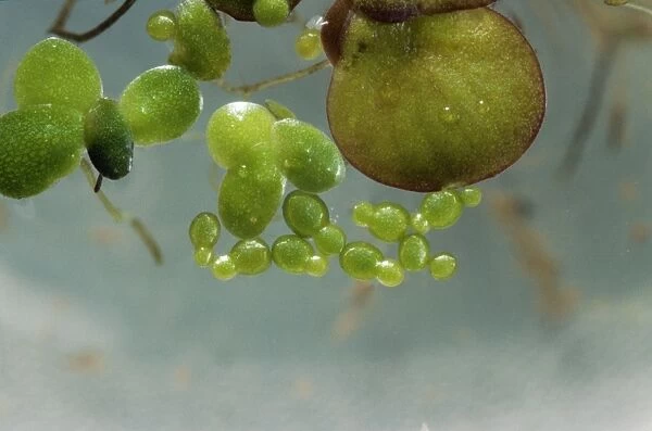 Rootless  /  Least Duckweed Smallest UK water plant. Cluster of fronds