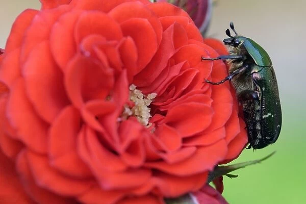 Rose Chafer- Resting on red rose Lower Saxony, Germany