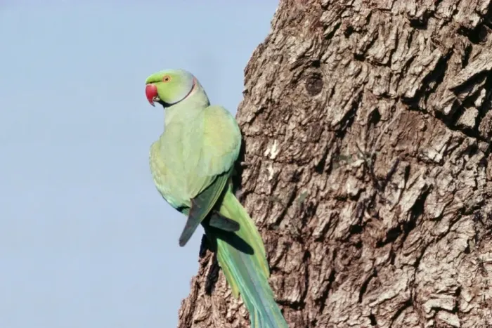 Framed Print : Rose-ringed Parakeet Print (Psittacula krameri) Framed Print : Rose-ringed Parakeet Print (Psittacula krameri)