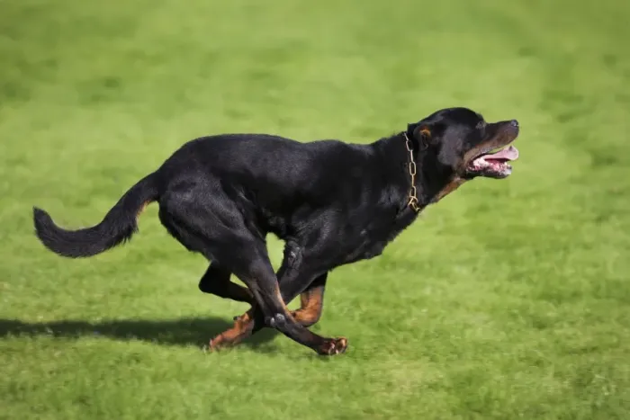 Framed Print : Rottweiler Running Print Framed Print : Rottweiler Running Print