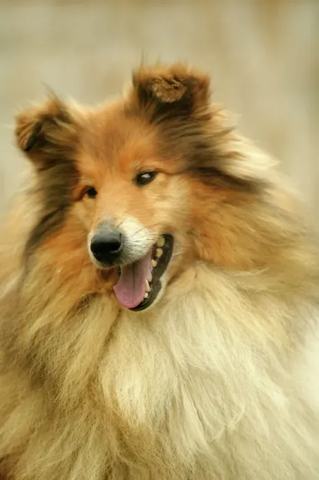 Framed Print : Rough Collie Print Framed Print : Rough Collie Print
