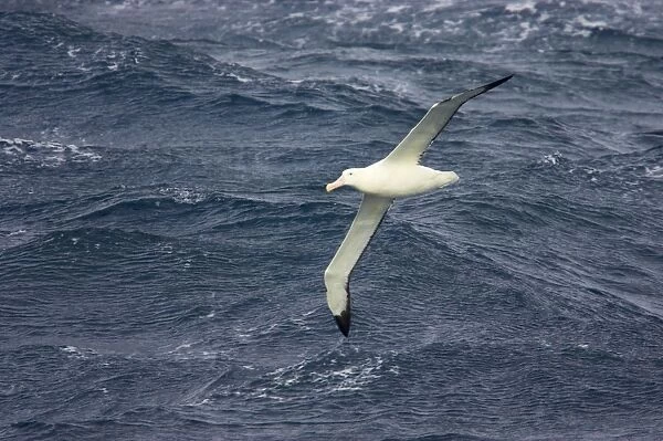 Royal Albatross - In flight over sea Drake Passage, Antarctica. BI007104