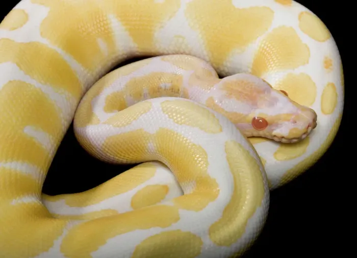 Framed Print : Royal Ball Python Albino Mutation Print - Africa PPG-1856 Framed Print : Royal Ball Python Albino Mutation Print - Africa PPG-1856