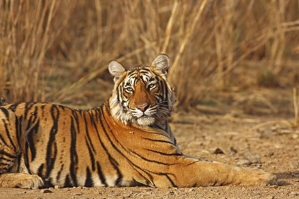 Royal Bengal  /  Indian Tiger. Ranthambhor National Park - India. Alternative spellings: Ranthambhor  /  Ranthambore  /  Ranthambor