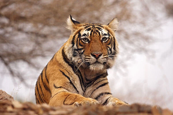 Royal Bengal Tiger a close up, Ranthambhor National Park #25404865