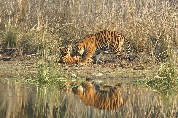 Royal Bengal Tiger playing at the Rajbagh lake front, Ranthambhor National Park, India