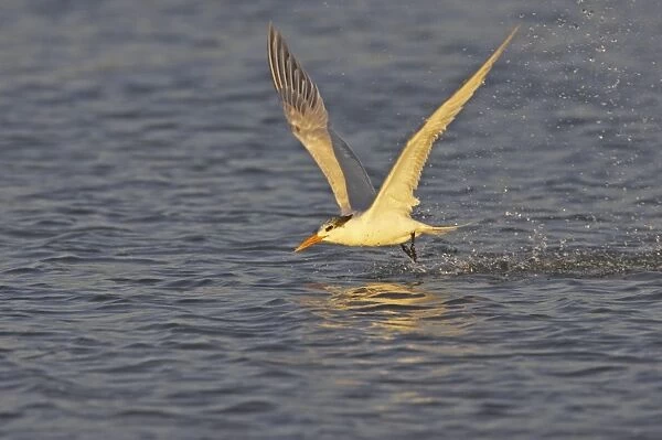 Royal Tern catching fish in flight. Fort de Soto, florida, USA BI001712