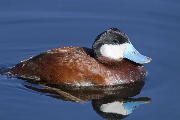 Ruddy Duck - adult male in breeding plumage - March - Arizona - USA