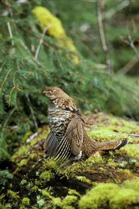 Framed Print : Ruffed Grouse Drumming Print, Olympic National Park Framed Print : Ruffed Grouse Drumming Print, Olympic National Park
