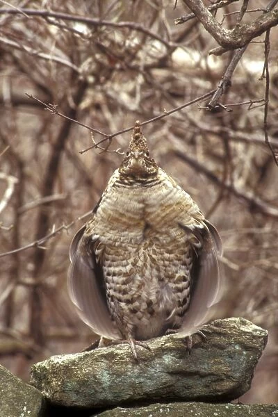 Ruffed Grouse - Grouse drumming on old stone wall in New England woods. Central Massachusetts, USA