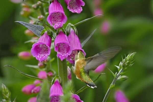 Rufous Hummingbird - Immature or female - feeding on foxglove flowers (Digitalis purpurea) - Olympic National Forest - Pacific Northwest - USA - June _C3B2441