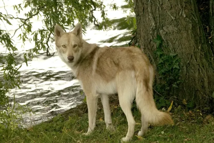 Framed Print : Saarloos Wolfhound Print by Water