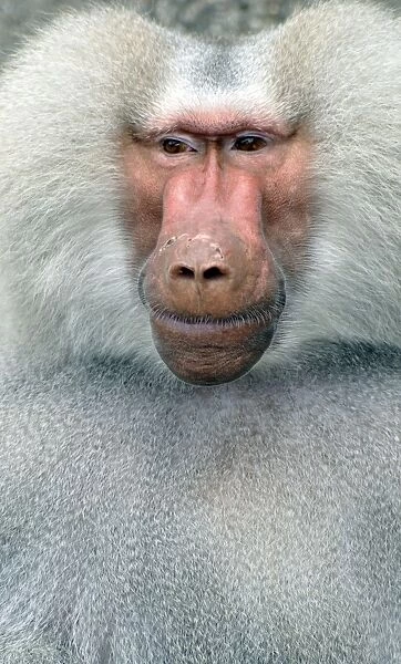 Sacred Baboon, East Africa, adult male
