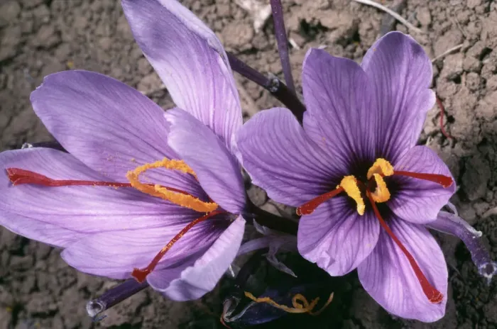 Framed Print : Saffron Crocus Print (Crocus sativus) - Greece Framed Print : Saffron Crocus Print (Crocus sativus) - Greece