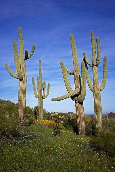 Saguaro Cacti - Showing Mexican Gold poppies blooming (Eschscholtzia mexicana) - Record height: 78 feet - Average mature height: 18 to 30 feet, but often reach heights of 50 to 60 feet - Weighs about 80 pounds per foot - Grows their first arms at