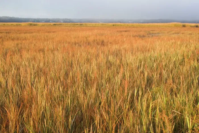Framed Print : Saltmarsh Print - Cape Cod, MA Framed Print : Saltmarsh Print - Cape Cod, MA