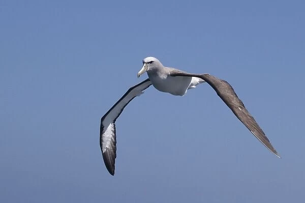Salvin's Albatross - in flight - offshore from Kaikoura, South Island, New Zealand