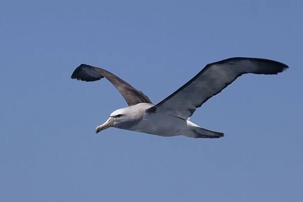 Salvin's Albatross - in flight over sea - offshore from Kaikoura - South Island - New Zealand