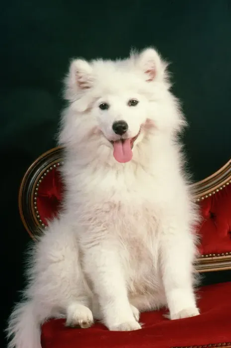 Framed Print : Samoyed Dog Print Framed Print : Samoyed Dog Print