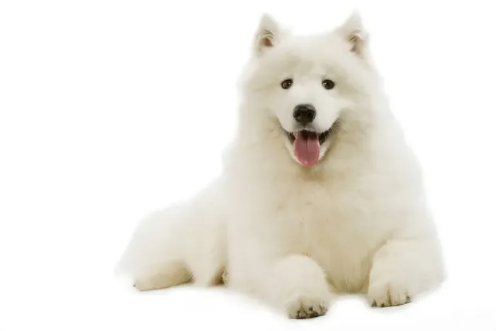 Framed Print : Samoyed Print - Lying Down LA-3466 Framed Print : Samoyed Print - Lying Down LA-3466