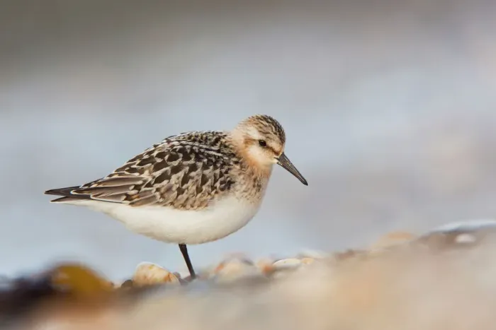 Framed Print : Sanderling Print - Cornwall Coastline Framed Print : Sanderling Print - Cornwall Coastline
