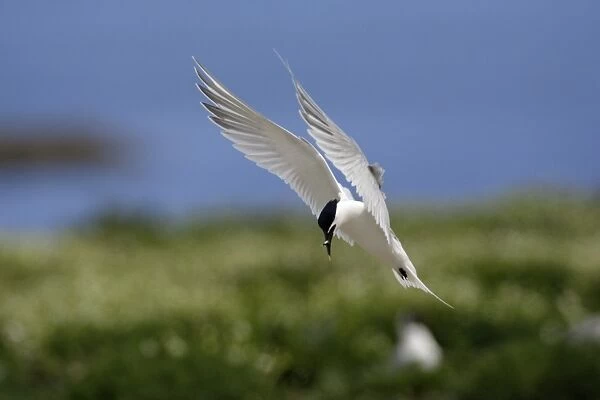 Sandwich Tern-with fish in beak, about to land, Farne Isles, Northumberland UK