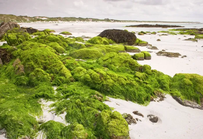 Framed Print : Balranald Sandy Beach Algae-Covered Rocks Print Framed Print : Balranald Sandy Beach Algae-Covered Rocks Print