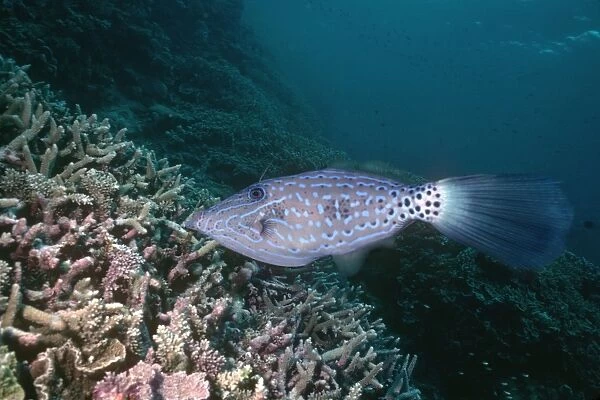 Scrawled Leatherjacket - Coral Reef dweller, territorial habitat. Not common Great Barrier Reef. Timor Sea. Papua New Guinea FIS-096