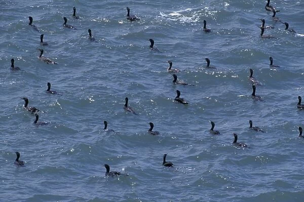 32445. SE-1141. Brandt's Cormorant - flock in water