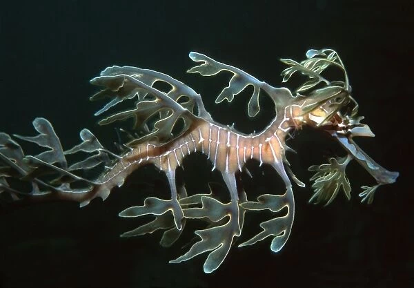 Sea Dragon - Found only in southern Australia. Is well camouflaged when amongst kelp and weeds. South Australia HOR-005
