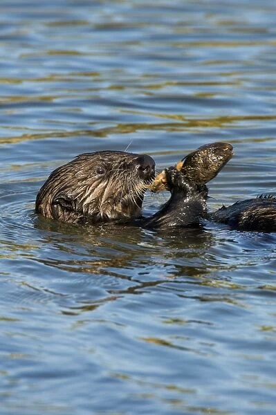Sea Otter - in water feeding on mollusk - Monterey Bay - USA _C3A7208