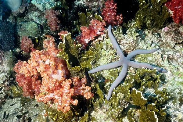 Sea star (Linckia sp) with a background of pink soft coral (Dendronephthya sp). Richelieu Rock, Andaman Sea, Thailand