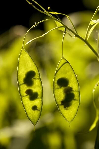 Seed pods of Perennial honesty (Lunaria rediviva). Germany