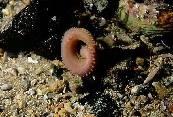 Segmented worm, Eunice sp. a Segmented worm moving into a burrow, Edithburgh, South Australia, Australia, Southern Ocean