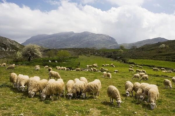 Sheep grazing in high pastures, Gious Kambos plateau, Kedros Mountains, central Crete
